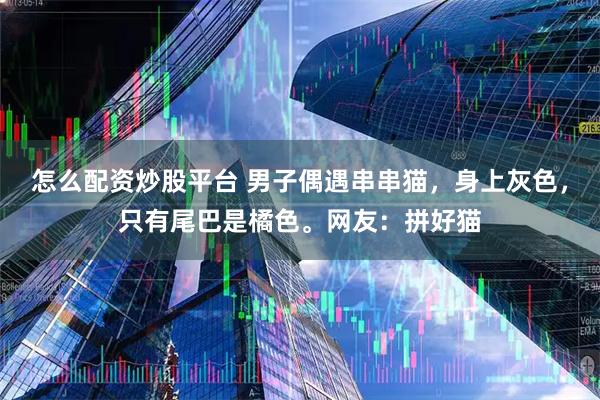 怎么配资炒股平台 男子偶遇串串猫，身上灰色，只有尾巴是橘色。网友：拼好猫
